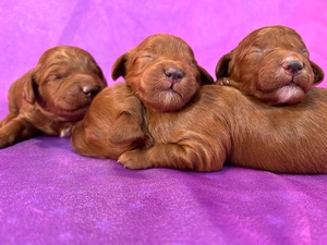 Dark Red F1b Mini Goldendoodles for Sale